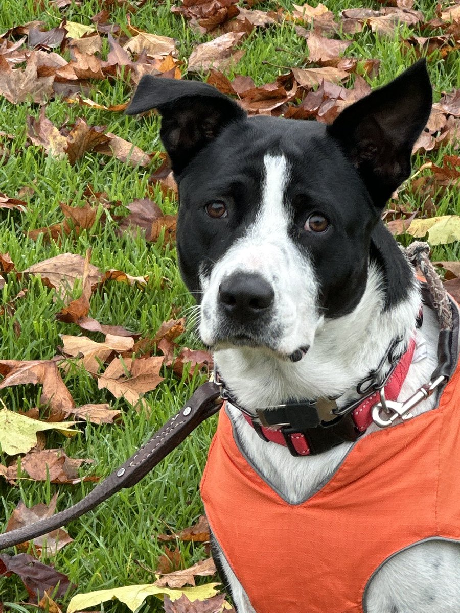 AlaNNa Rizzo tweet media