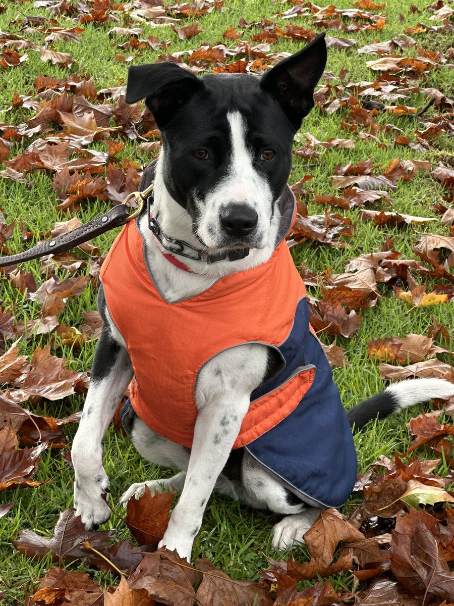 AlaNNa Rizzo tweet media