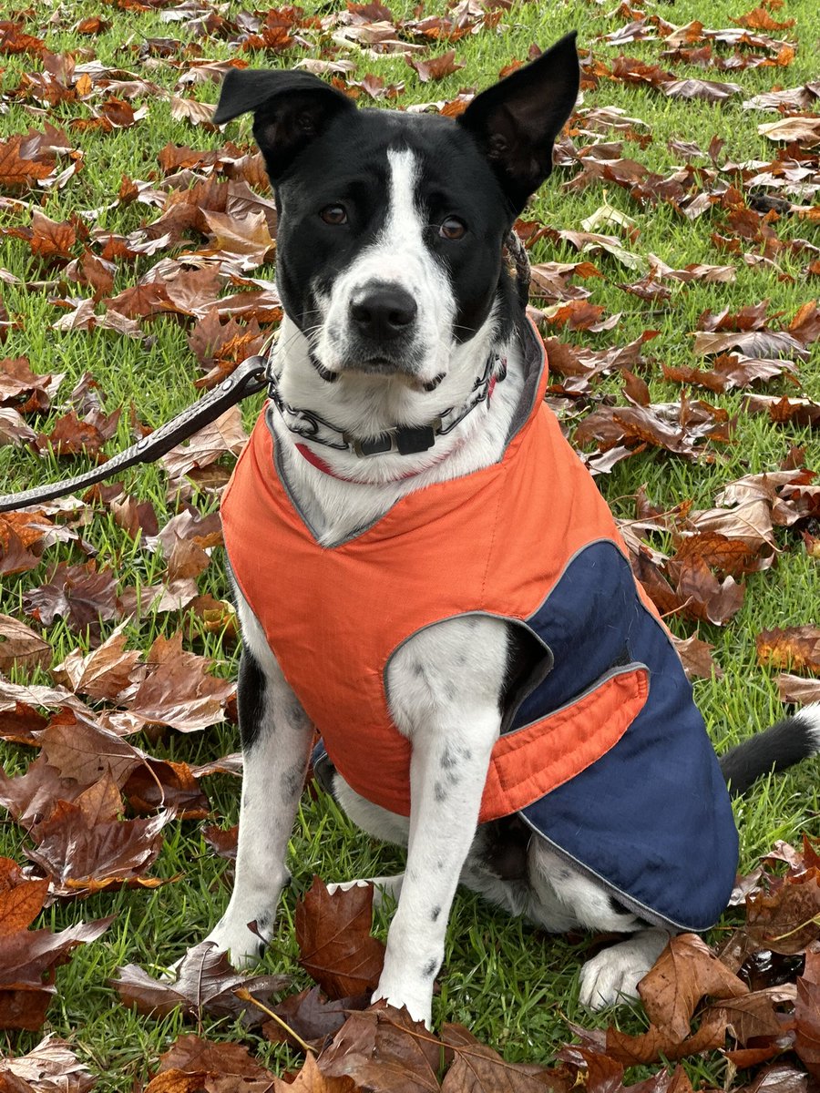 AlaNNa Rizzo tweet media