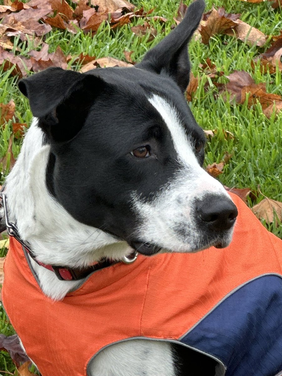 AlaNNa Rizzo tweet media