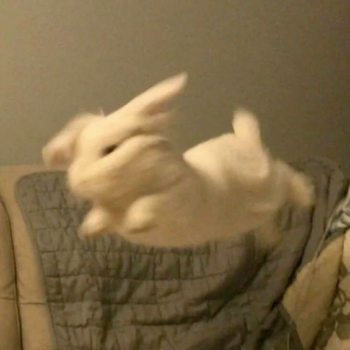 아 토끼 점프력 ㅋㅋㅋㅋㅋㅋㅋㅋㅋㅋㅋㅋㅋㅋㅋㅋㅋㅋㅋㅋㅋㅋㅋㅋㅋㅋㅋㅋㅋㅋㅋㅋㅋㅋㅋㅋㅋㅋㅋㅋ