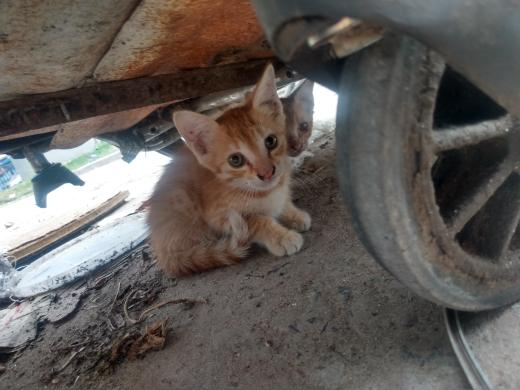 TRANSITO PARA MAMA CON BEBES EN RAFAEL CASTILLO!
Urgente, estan en la basura, son mama y 6 bebes. La mamá gata viene toda las mañanas a pedir comida, lleva un trozo de pollo en su boca para alimentar a sus bebés.
Maria de los Angeles 1163328600

#TransitoParaGataMadre