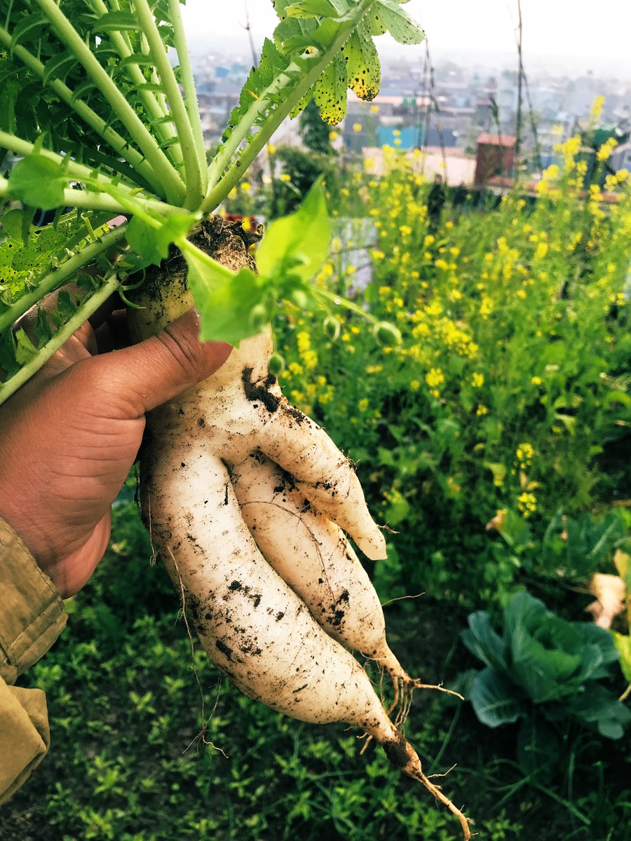 sudip206's tweet photo. बि���ानीको सुरुवात कन्तिपुरेको कान बटारेको हेर्दै आफ्नै बारीको अर्गानिक मुलाबाट गरियो! https://t.co/QAbbYgSUPH