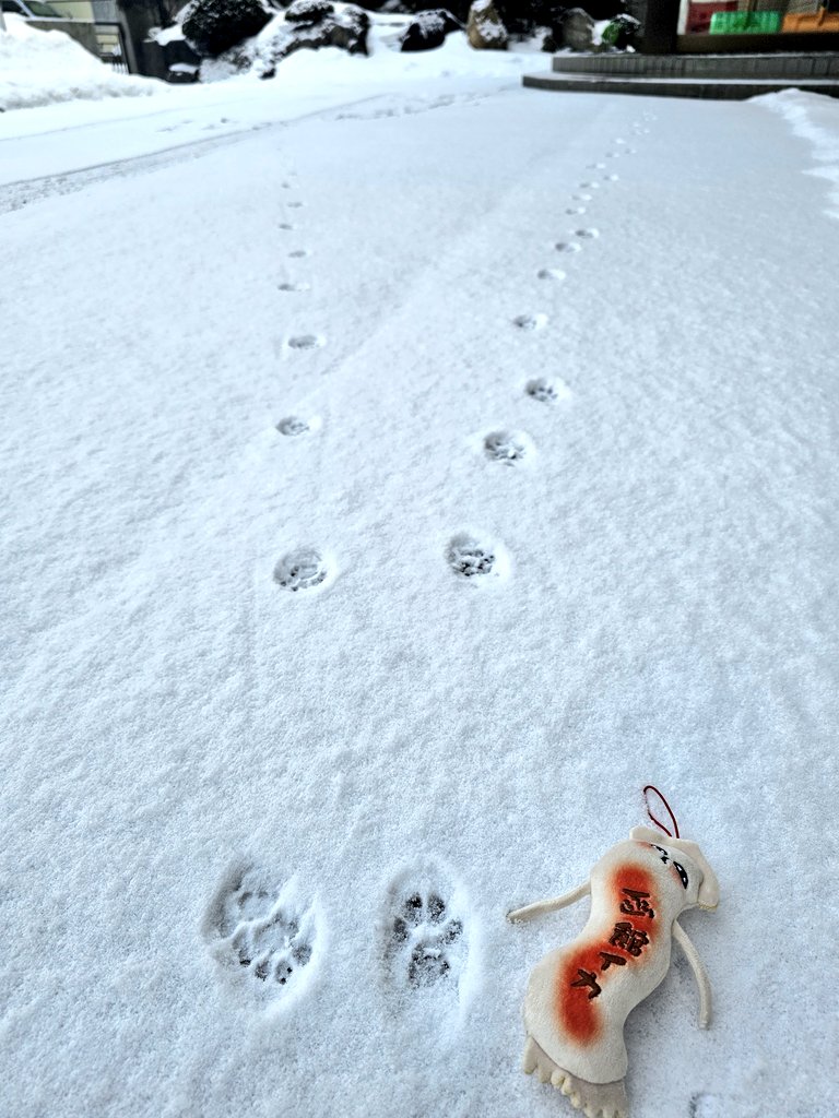 函館は雪のち曇り⛄️

今朝出社したらネコチャンの足跡が点々とついてるではありませんか🐾

道路から駐車場に向けて歩くネコチャンと、ヱビスパックに焼きサンマを買いに来たネコチャンがいたようです🤣

可愛いですなぁ😙

 #企業公式が地元の天気を言いあう