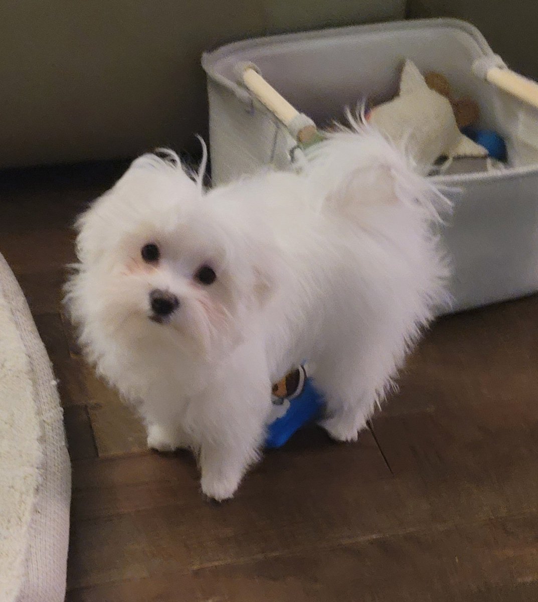 Jerzylyfe's tweet photo. Everyone Say Hi To Charlie https://t.co/DUnWO0CT3l