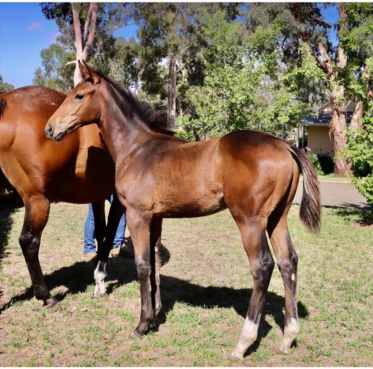 JezRuz's tweet photo. The teams Daumier weanling colt coming along nicely. Great length with a nice head to match #breedtorace #matingplans https://t.co/gfpjdPCz0Q