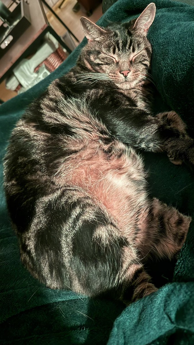 Cup of Zii~🍵🌙✨ tweet media