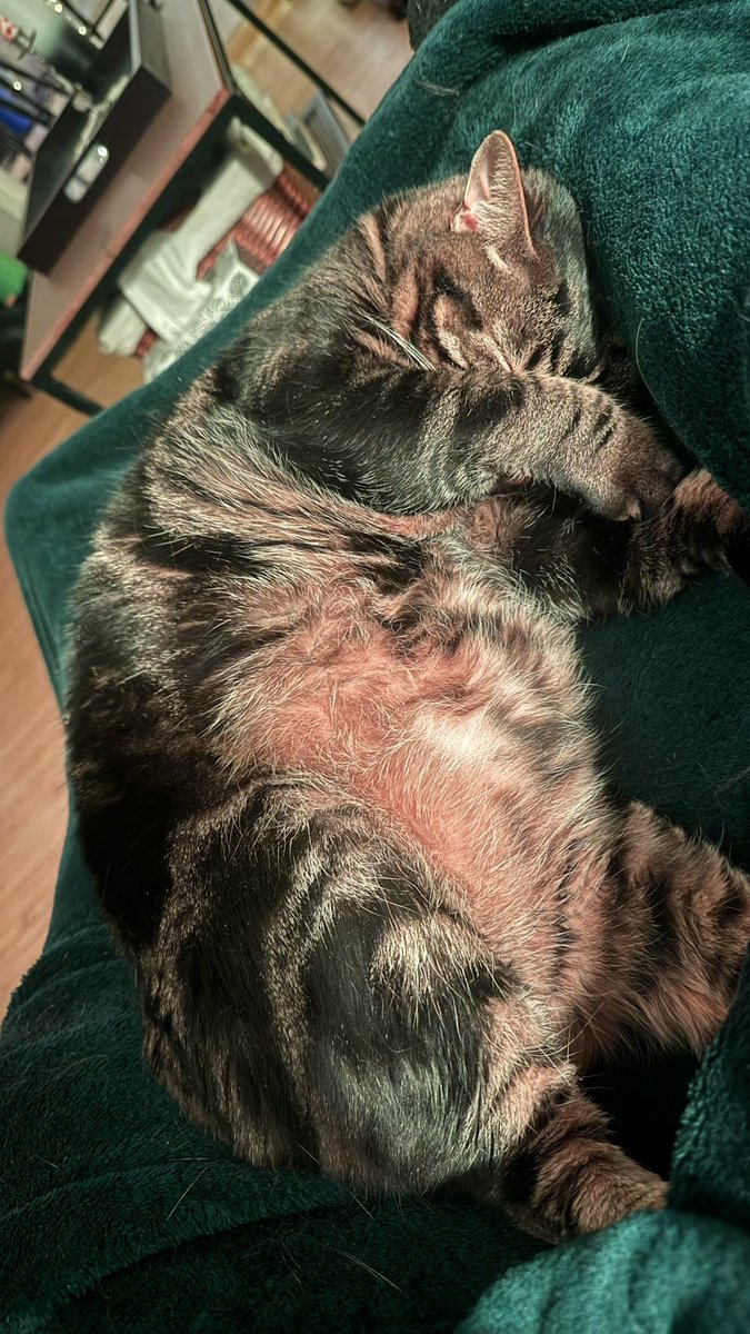 Cup of Zii~🍵🌙✨ tweet media