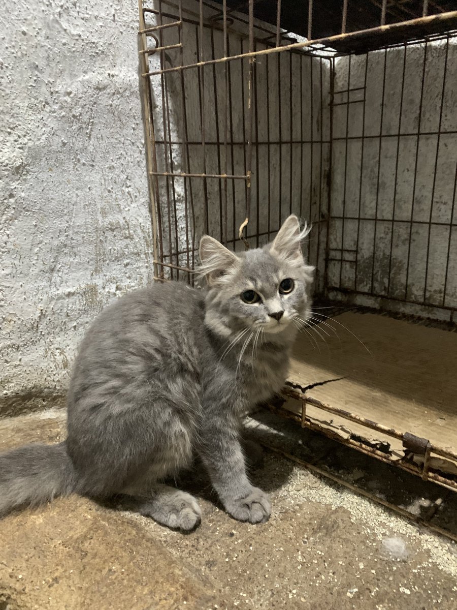jokishukum's tweet photo. GUYS PLS BANTU 

OPEN ADOPT

Kucing ras persia, ekor panjang. dom surabaya. di adopt karena owner gabisa rawat karena harus kerja. kondisi sehat, belum pernah vaksin. btw ini 2 jantan 2 betina.

kalau minat dm atau chat wa di bio ya. https://t.co/Rb4gI54CNj