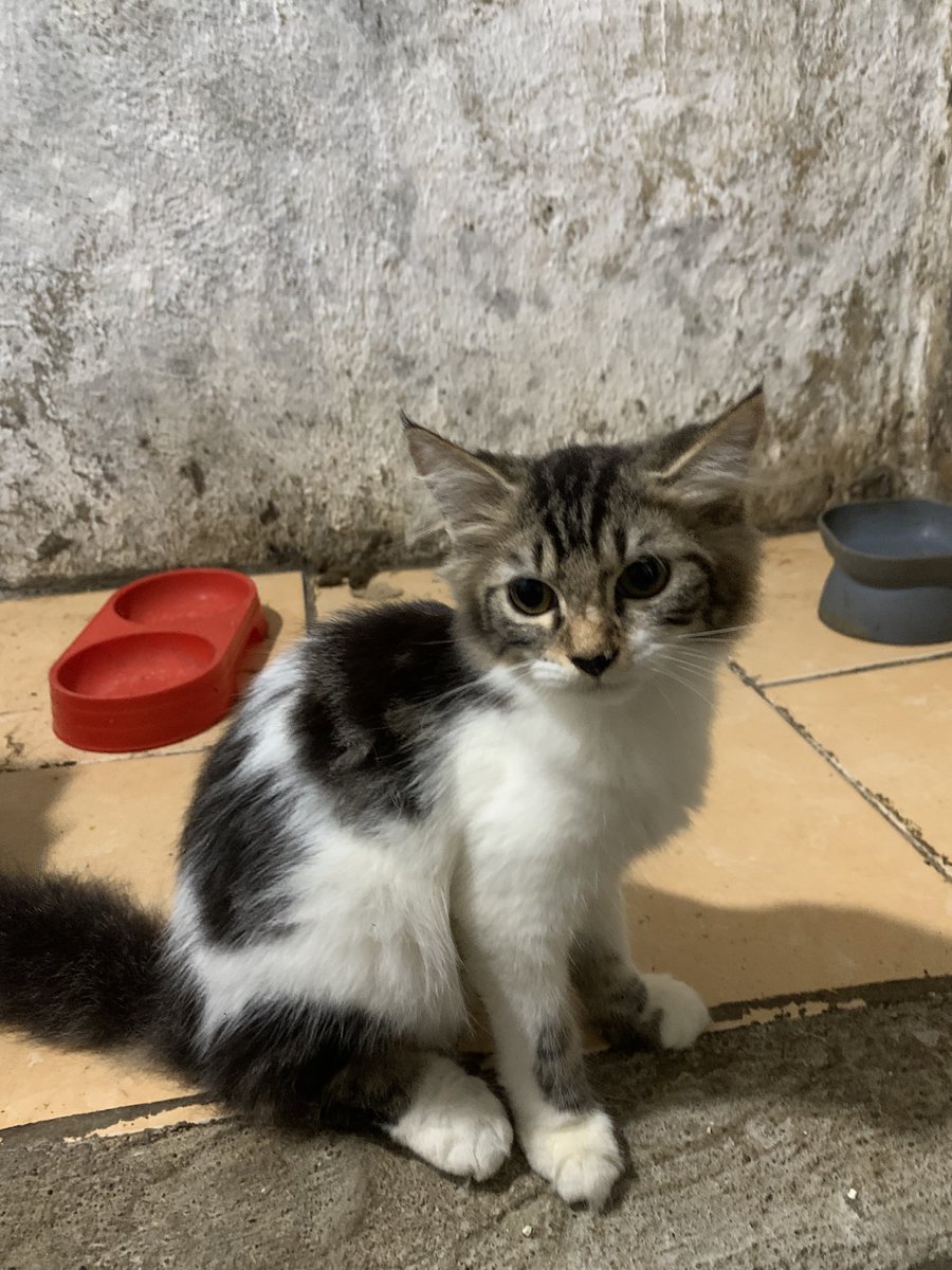 jokishukum's tweet photo. GUYS PLS BANTU 

OPEN ADOPT

Kucing ras persia, ekor panjang. dom surabaya. di adopt karena owner gabisa rawat karena harus kerja. kondisi sehat, belum pernah vaksin. btw ini 2 jantan 2 betina.

kalau minat dm atau chat wa di bio ya. https://t.co/Rb4gI54CNj