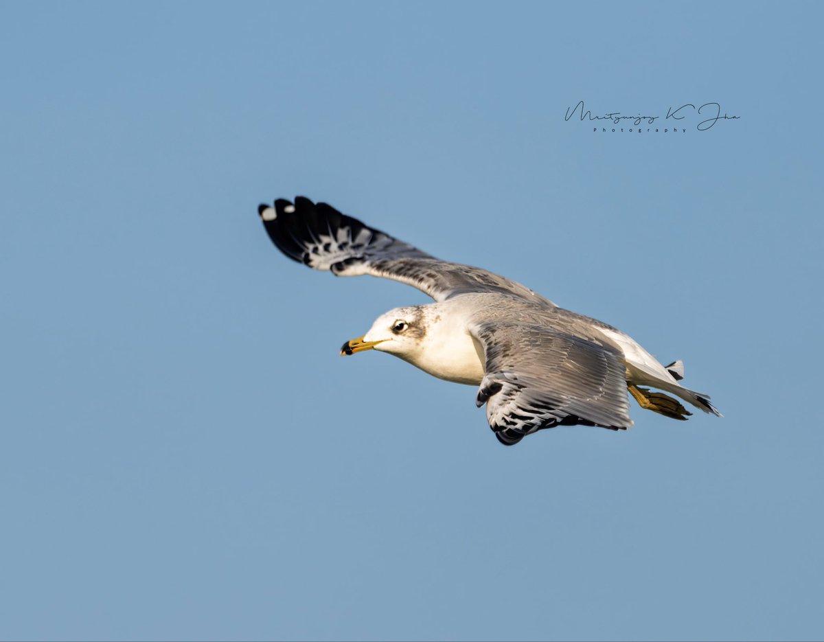 Mrityunjoykjha's tweet photo. @indian_pitta #FlyFriday :) https://t.co/tlw4sfesfF