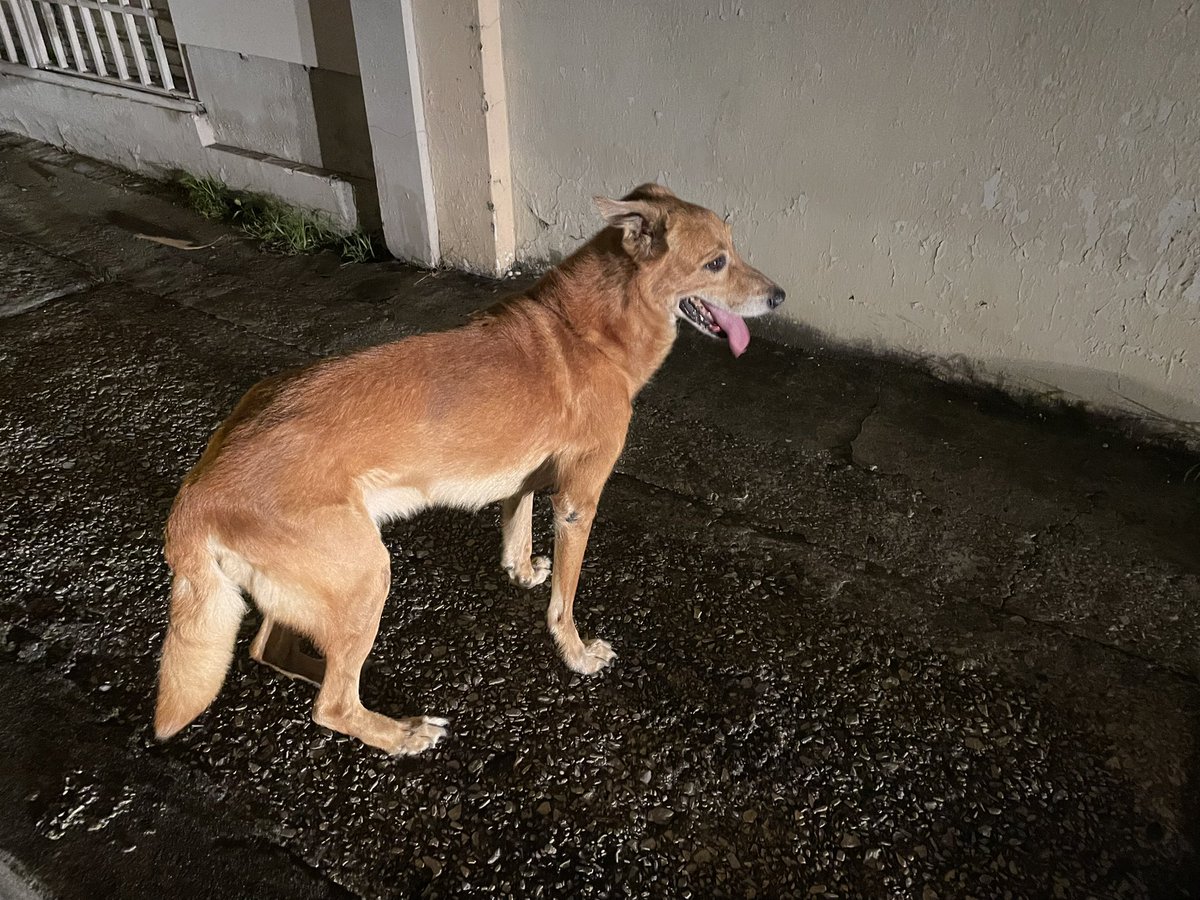 Perrito en urdesa norte, por si alguien lo reconoce. 
#Guayaquil #perro #rescateanimal