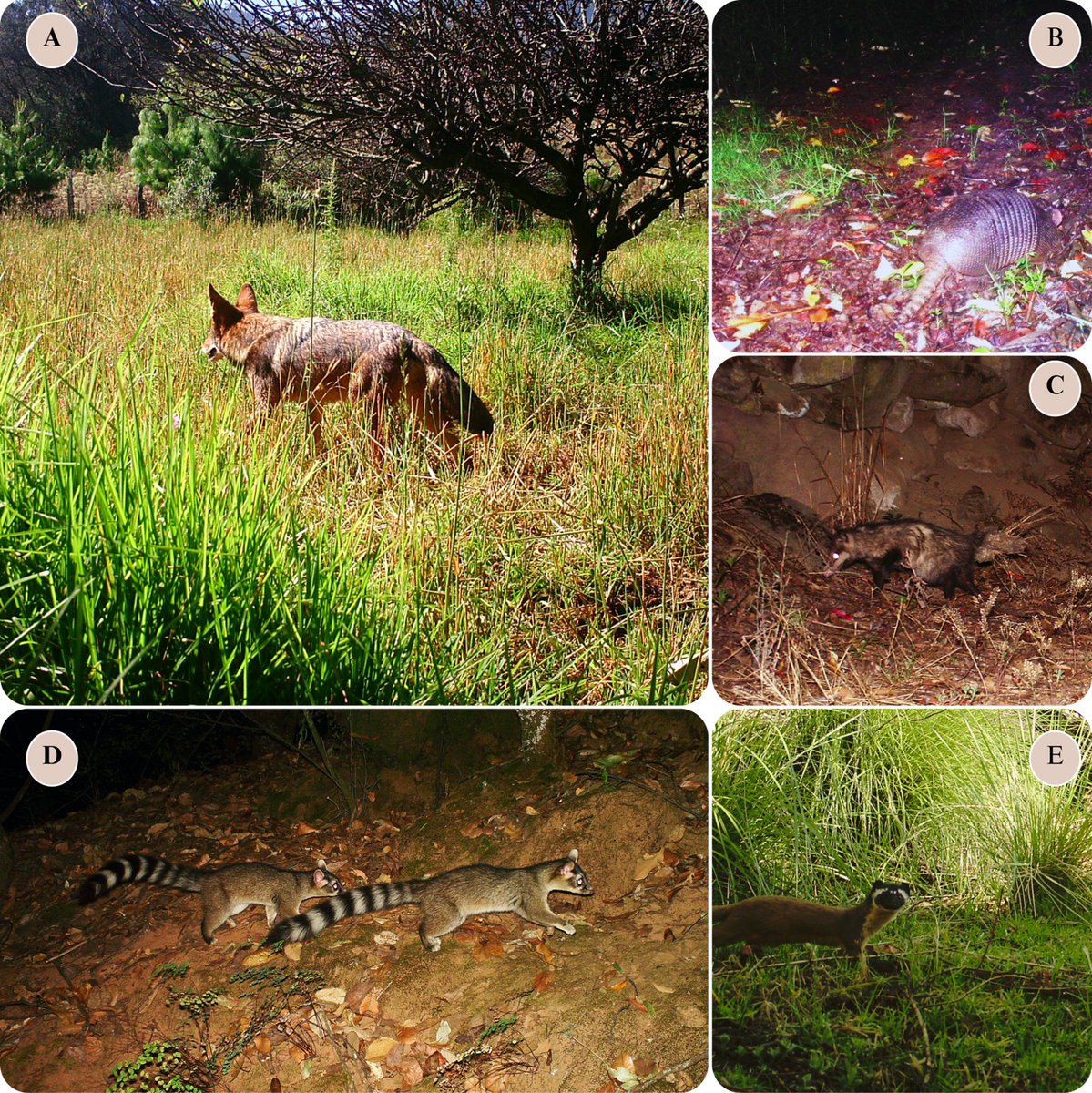 Asociación Mexicana de Mastozoología AC tweet media