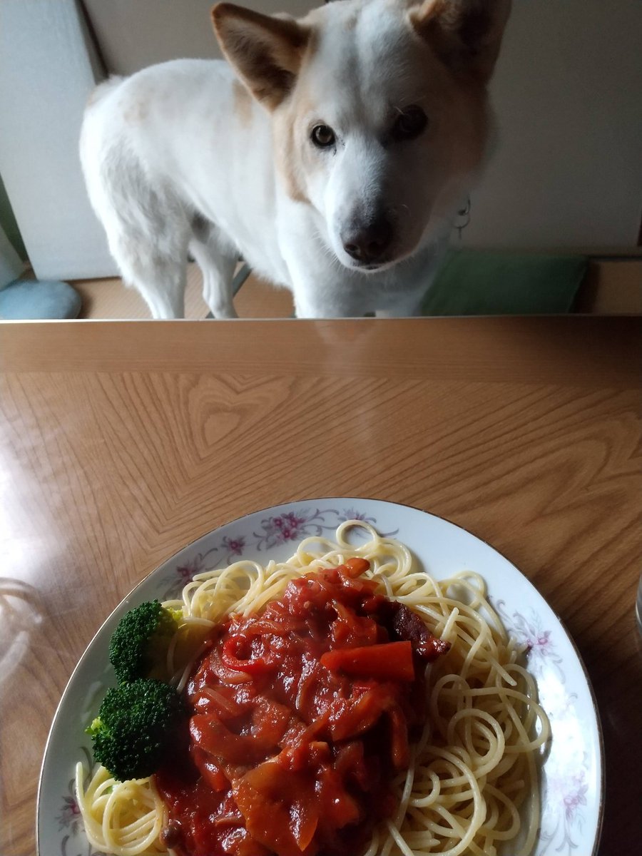 朝から父の通院の付き添いでした。富士山がよく見える場所から📷️✨
帰宅してお昼ご飯食べて一休み☕
午後からはいつも通りに。
もう金曜日なんですね。１週間が早いです。
14歳の今頃のムック。ミートソースはNGだから、パスタだけね🍝
2026/02/13
#秘密結社老犬倶楽部天国支部
#今日の富士山