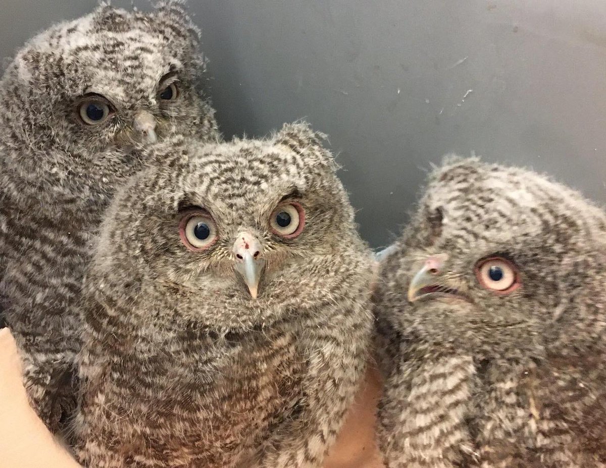 Owl Every Day tweet media