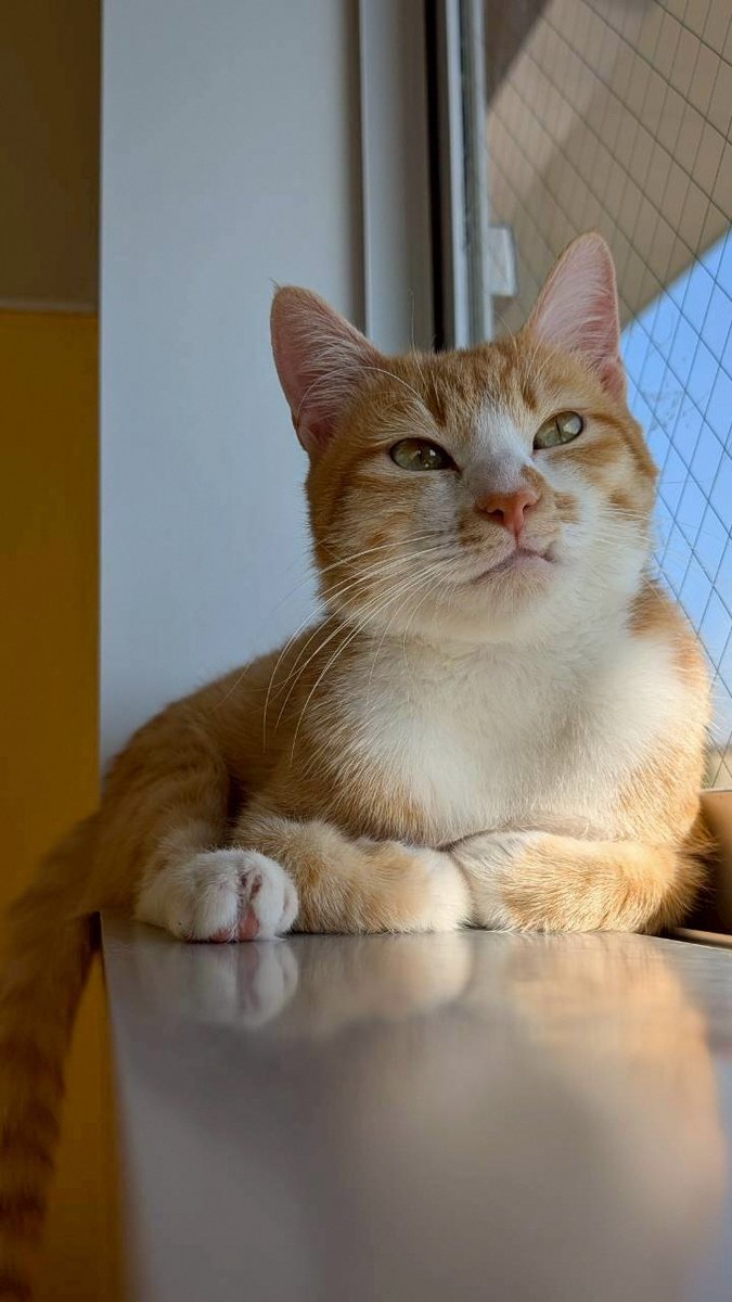 SaitamaCityPR's tweet photo. 【（3/14(土)開催）「ハンデのある猫たちの譲渡会」】
動物愛護ふれあいセンターに収容されている、ハンデのある猫たちの譲渡イベントを開催します！
譲渡希望がなくても、見学・ふれあいが可能です。
ぜひ、猫たちに会いにいらしてください。
https://t.co/1HyFz7JTrp https://t.co/PQEBP9Mp54