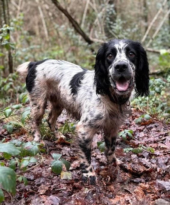 Missing Pets GB tweet media