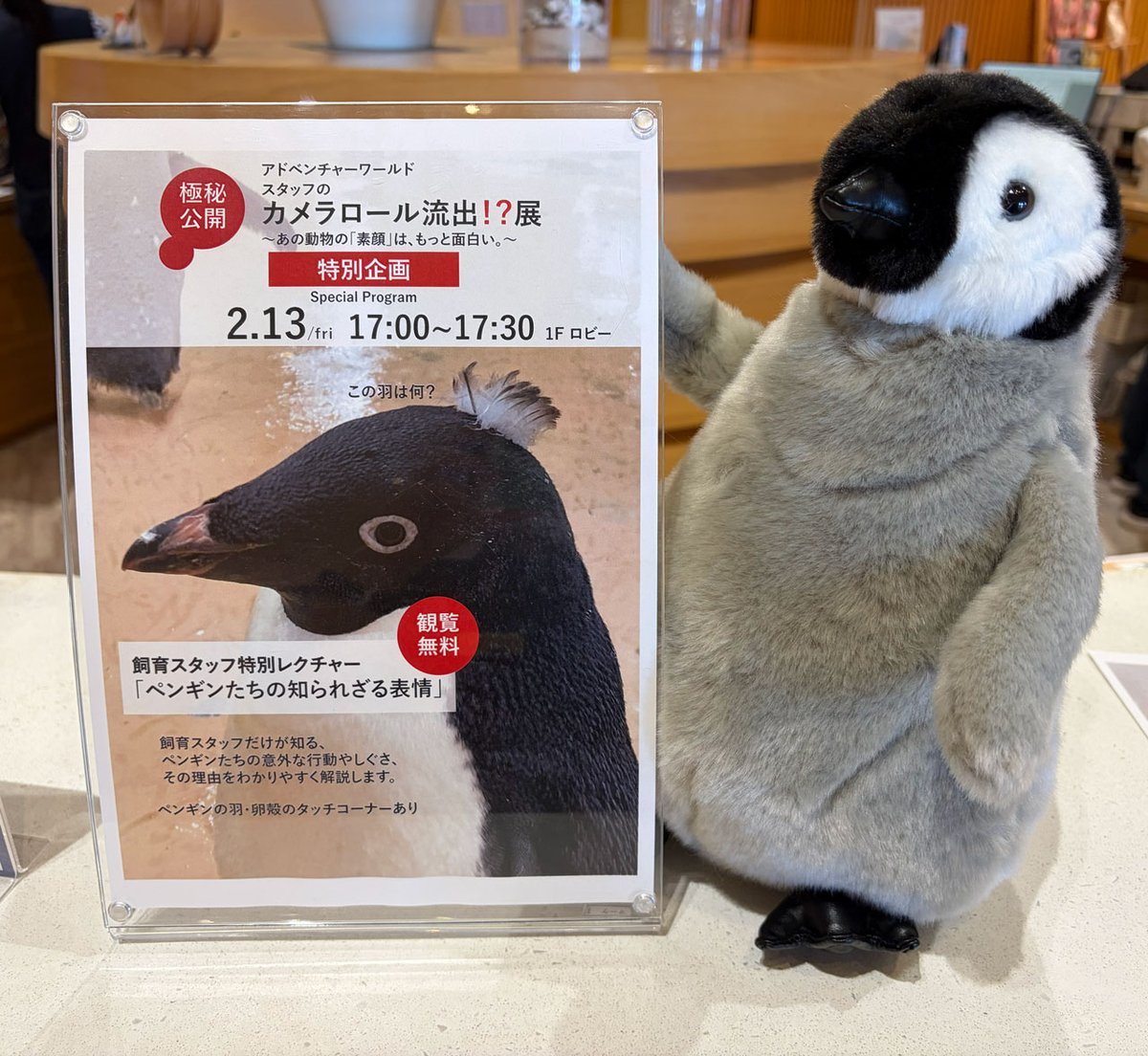 本日17時より開催！／ 当館で開催中のアドベンチャーワールド様写真