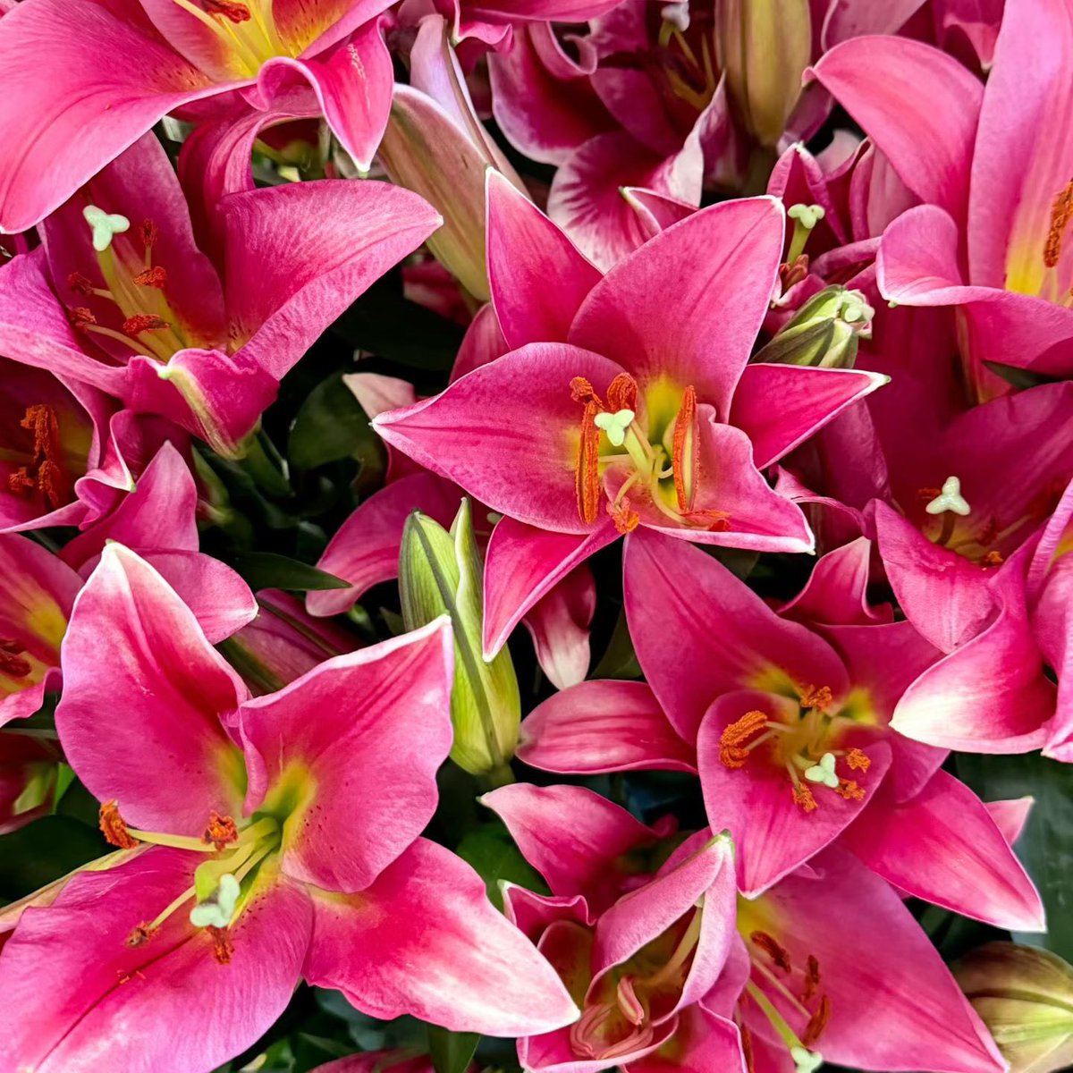 Adair在翠湖晨跑🏃 tweet media