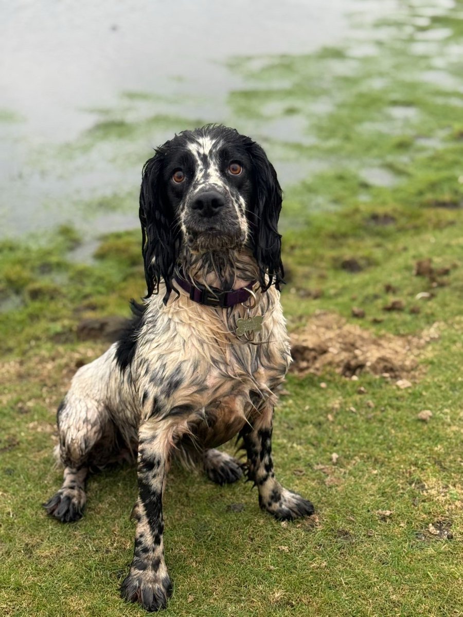 Missing Pets GB tweet media