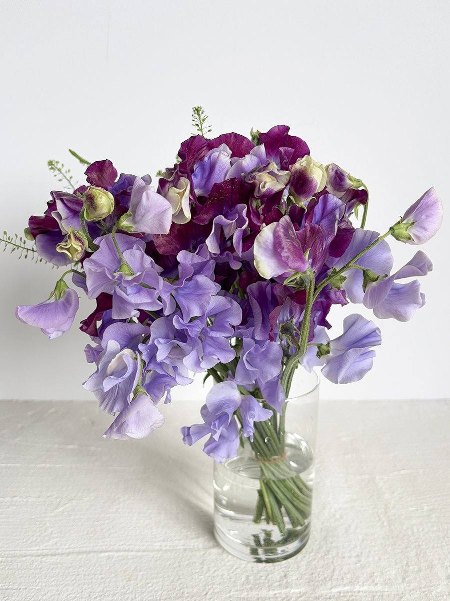青紫とラベルカラーのスイートピー💙💜 スイートピーの優しさと洗練