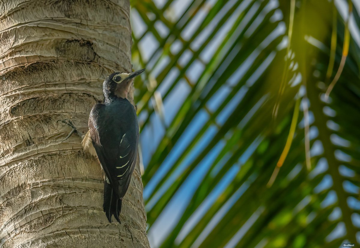 birdnestworld's tweet image. The Palm Inspector: Puerto Rican Woodpecker!!

Highlighting its status as Puerto Rico's only endemic woodpecker.

Have you ever watched a Puerto Rican Woodpecker up close? Let me know in the comments!!...

My Backyard, Puerto Rico.

#birdsofinstagram #birdsoftiktok #naturevibes