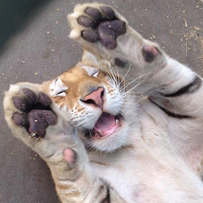 gougaronline's tweet image. feeling joyous… jubilant even