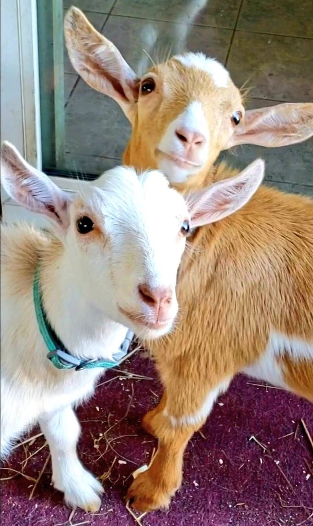 Hope everyone has had a happy #ThatcherThursday🌈 today!🥰