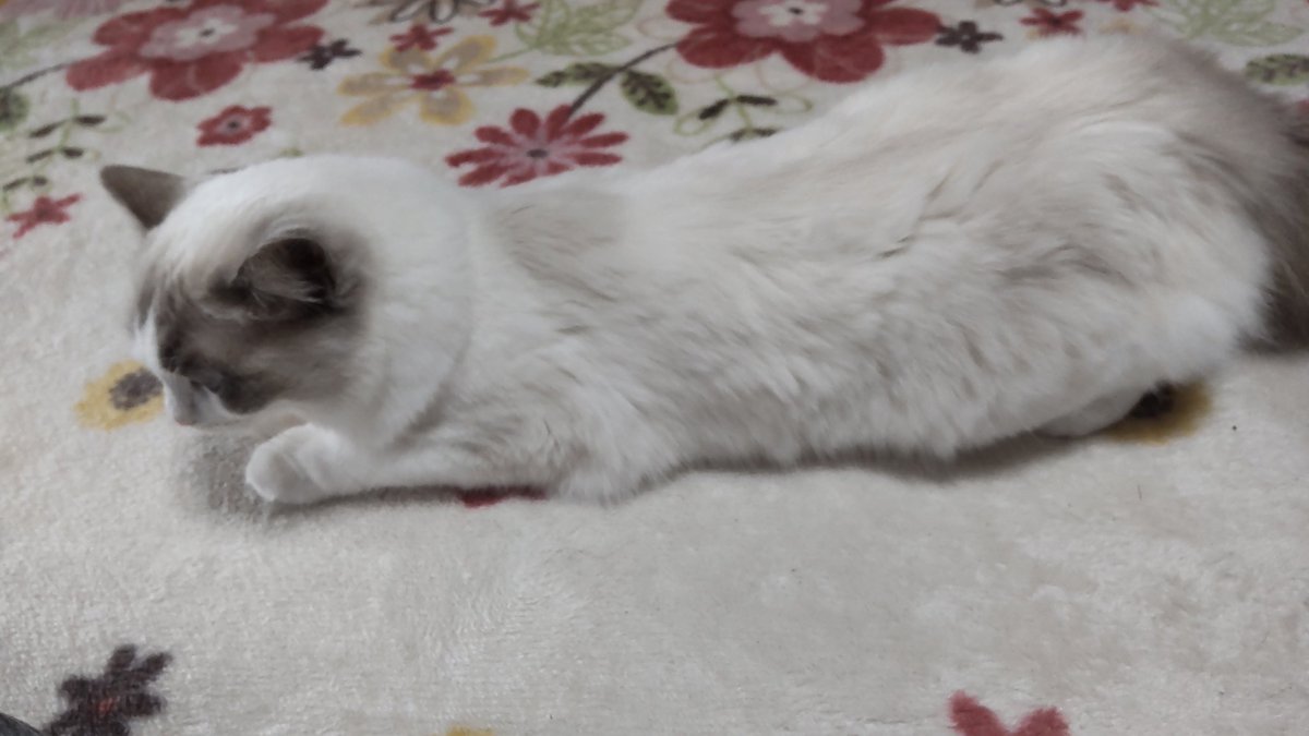 ぐるとりー tweet media