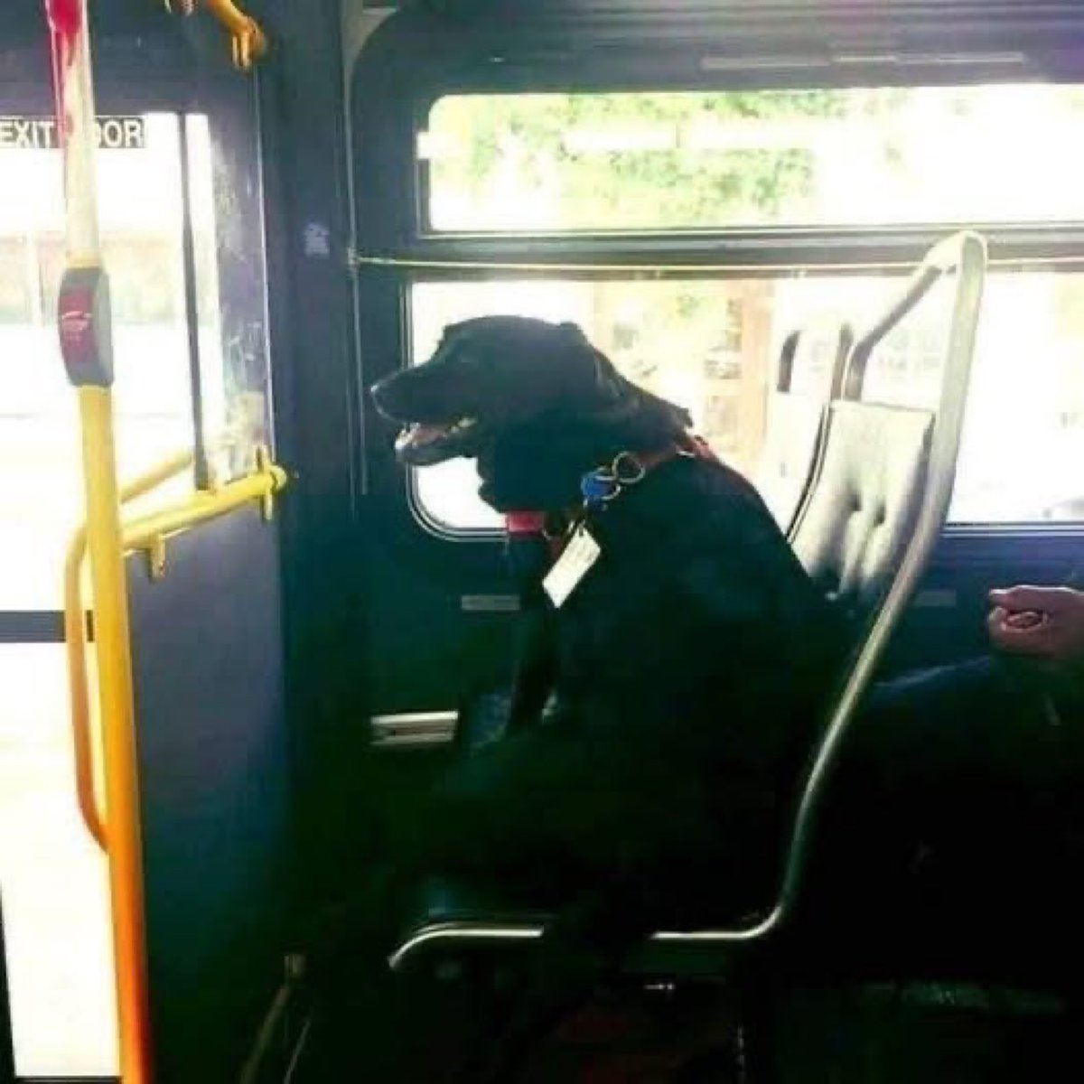 This is Eclipse. She's a black Lab-Mastiff mix from Seattle who rode the bus all by herself to the dog park. Had her own pass on her collar and made every commuter smile. Independent icon. what a good girl..
Please don’t scroll without leaving her a big heart ❤️