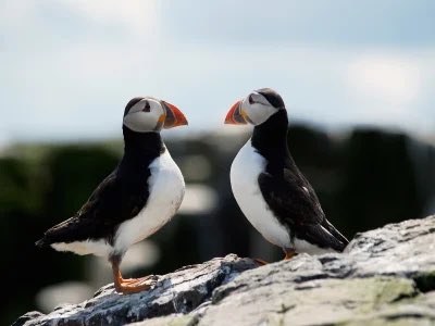 Like staring into a mirror #puffins