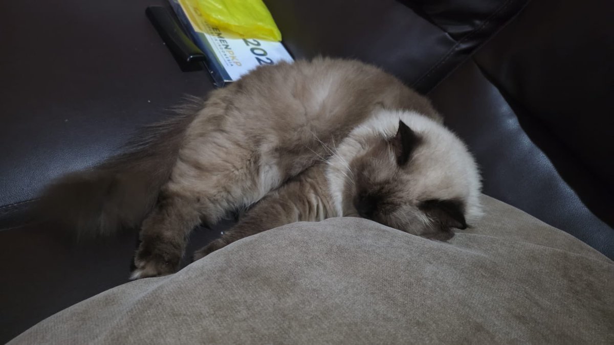 yellowcippo's tweet photo. bosan jd tidur sja https://t.co/DE5ME7ksP8