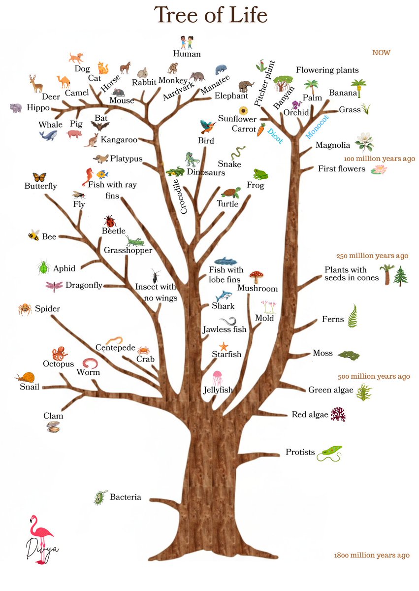 DivyaIFS's tweet photo. 1800 million years of life on Earth in single page.  @ZoologicalI @bsi_moefcc https://t.co/27WlSSizmd