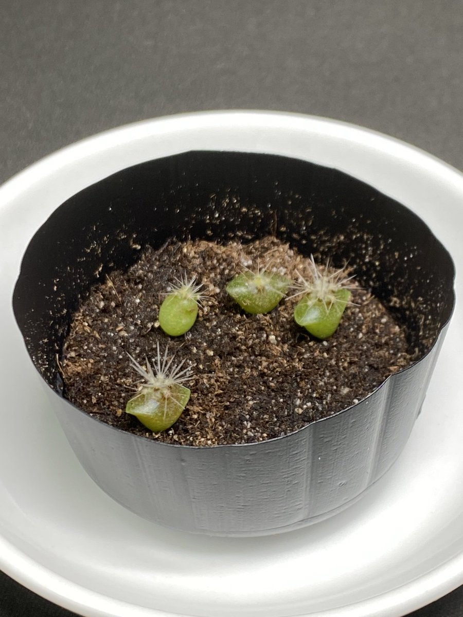 monco1116's tweet photo. いっちょまえにトゲトゲしてきた🌵 https://t.co/kjpRcoHB5r