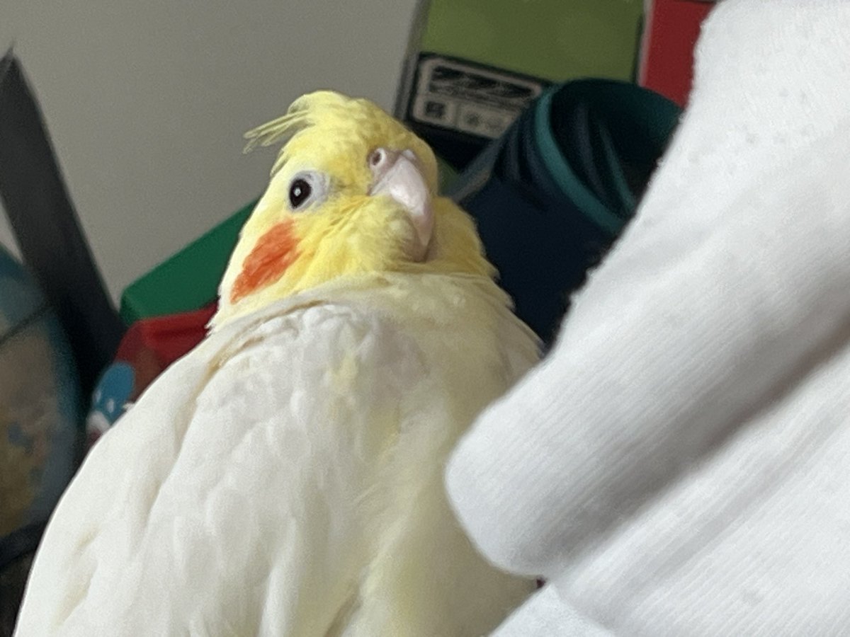 mochi84013's tweet photo. もこちゃん https://t.co/feIMTUPYvQ
