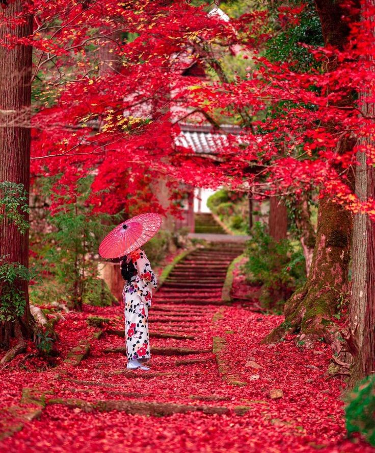 Allied international education system (@emmanature12) on Twitter photo 