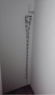 自分のTwitterを振り返ったところ、どうやら2011年に第一次観葉植物ブームがあり、2020年に第二次ブームがあり、現在が第三次ブームみたい。画像は階段のある部屋に住んでた時のめちゃ長いハートカズラ。