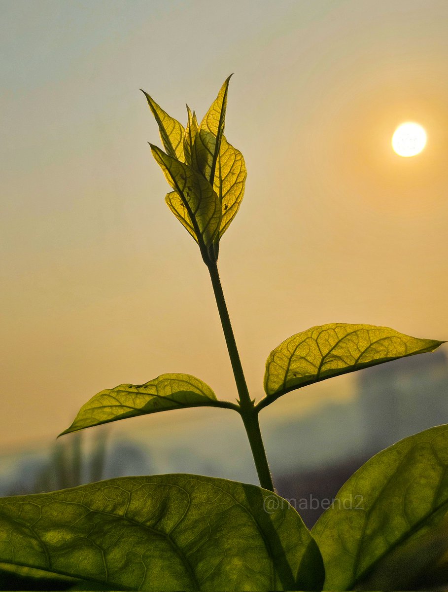 mabend2's tweet photo. The Sun cast its light and each leaf became a lantern 🍃 🍂 
- Laura Jaworski 
Have a wonderful day all 🌞

#theme_pic_India_leaves https://t.co/u8S5Xcr4sc