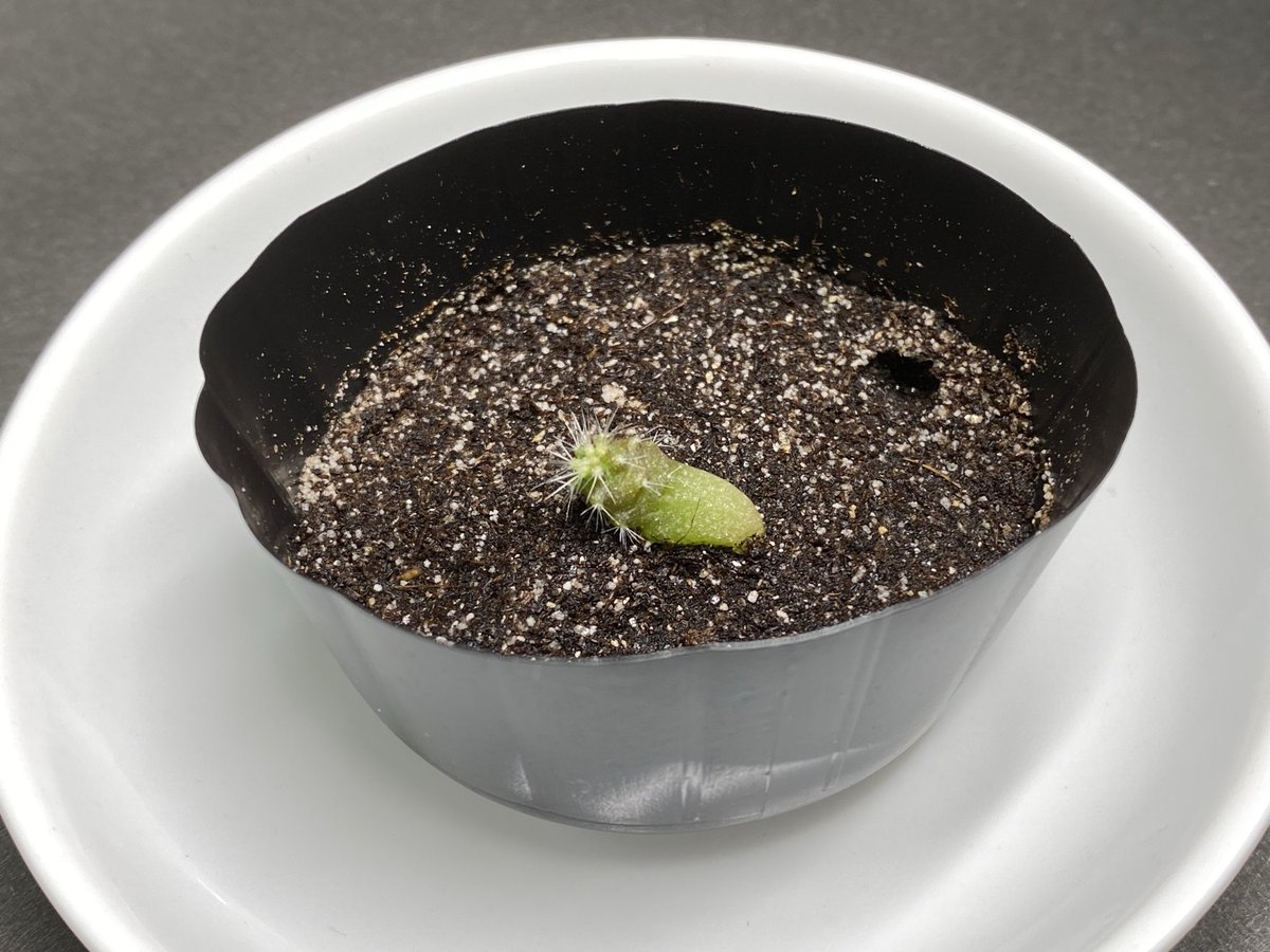 monco1116's tweet photo. 丸サボテンは一株のみ発芽してくれた🌱
しかし横に倒れて不思議な成長をしている…調べたら自然と上に向いてくるらしいので放置。ベルセルクの使徒っぽい https://t.co/6y88BOpQbr