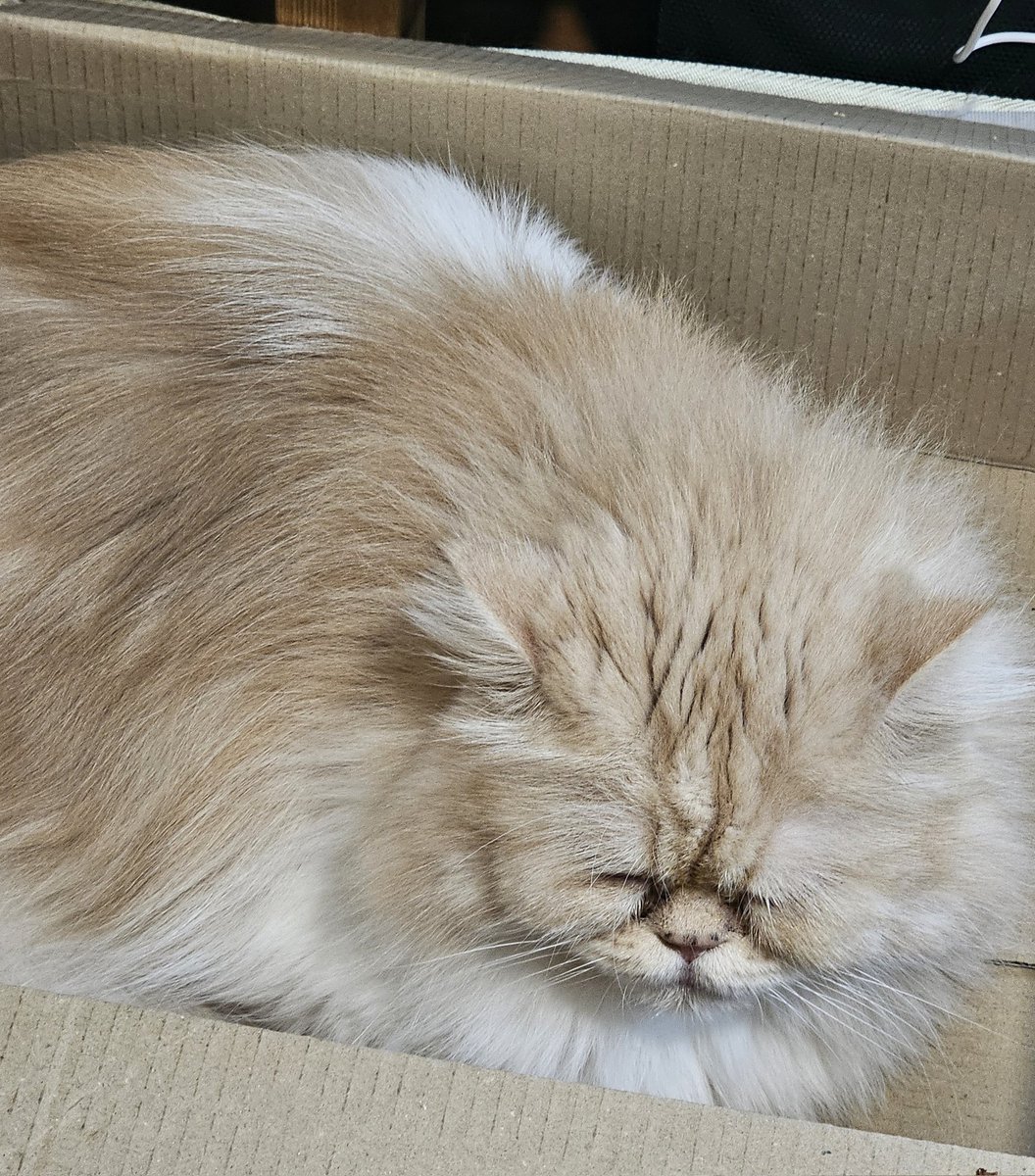 エジプト音楽聴かせると、猫が神だった頃を思い出す。ってポスト見かけ