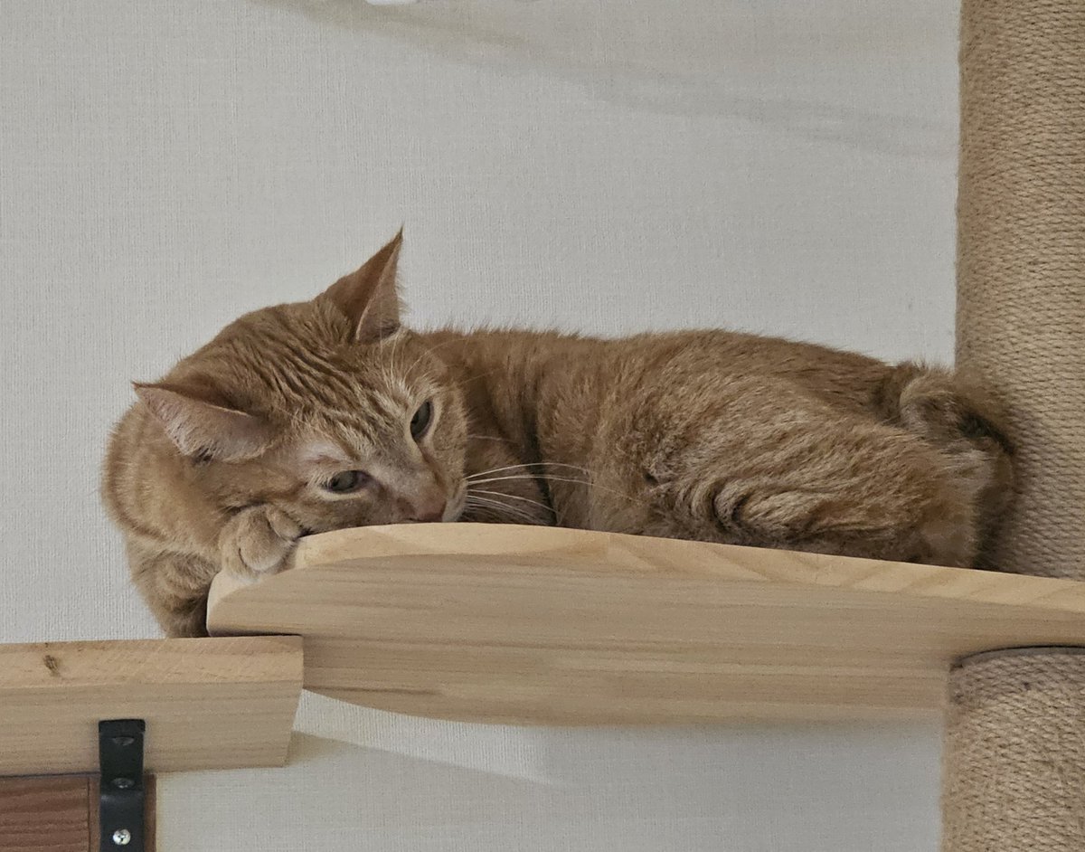 エジプト音楽聴かせると、猫が神だった頃を思い出す。ってポスト見かけ