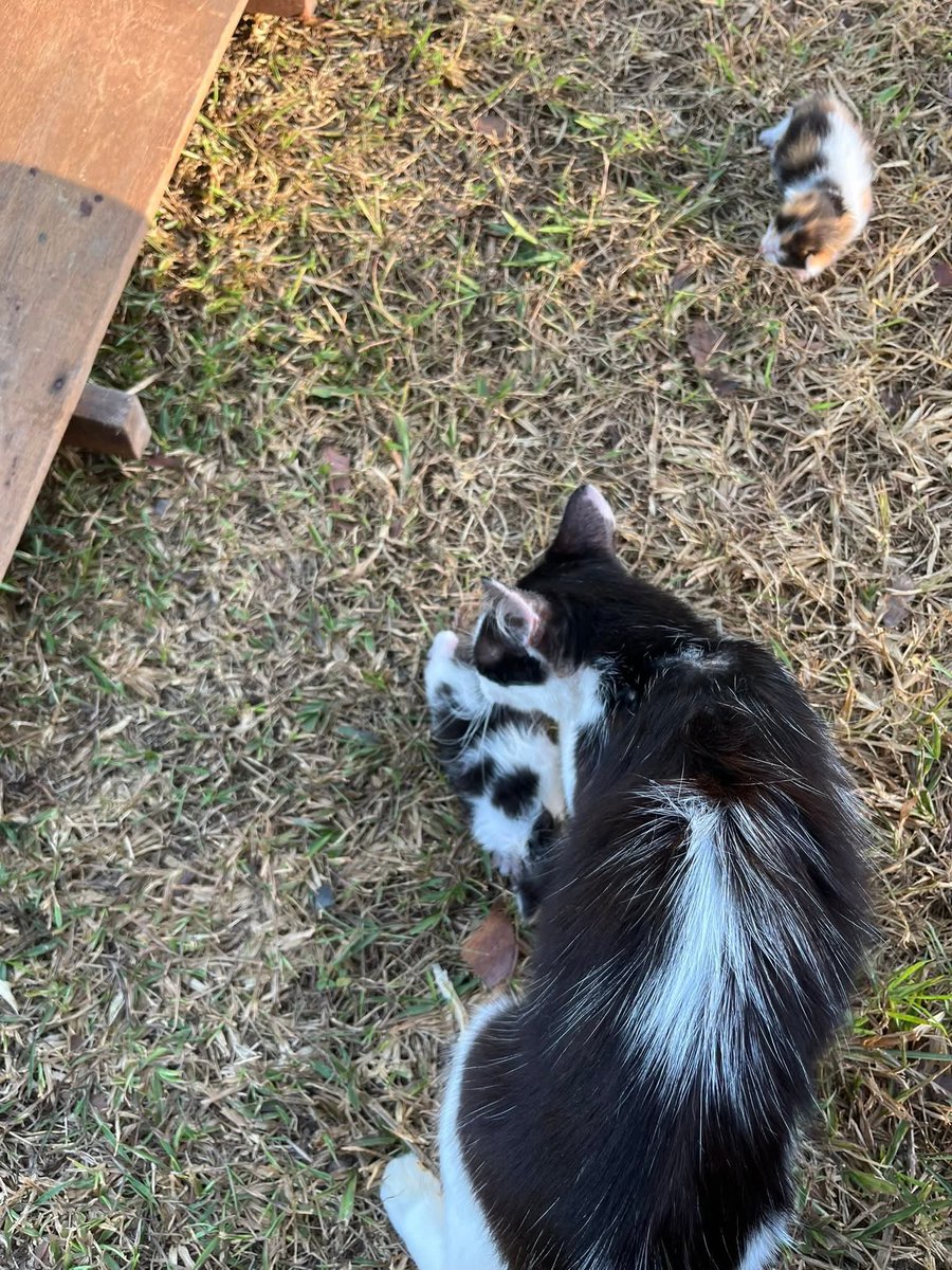 MirulAm05674851's tweet photo. Salam, anyone boleh rescue??

Lokasi padang bola tepi pasar pagi Sungai Korok Jitra

Ada yang sudi bela kesian tengok cari tempat perlindungan 😭 ibu dan dua anak 😭 https://t.co/bvMBkgZhmH