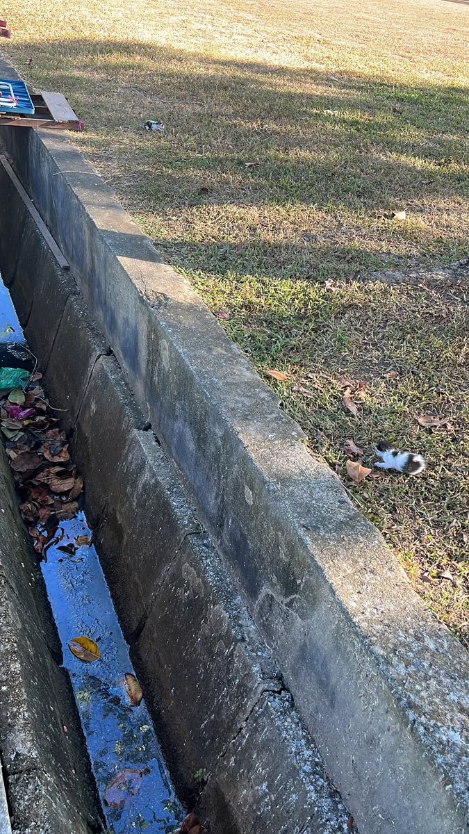 MirulAm05674851's tweet photo. Salam, anyone boleh rescue??

Lokasi padang bola tepi pasar pagi Sungai Korok Jitra

Ada yang sudi bela kesian tengok cari tempat perlindungan 😭 ibu dan dua anak 😭 https://t.co/bvMBkgZhmH