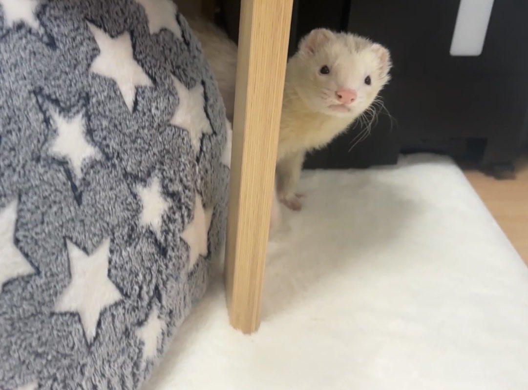 ひょっこりハク

#フェレット
#ferret