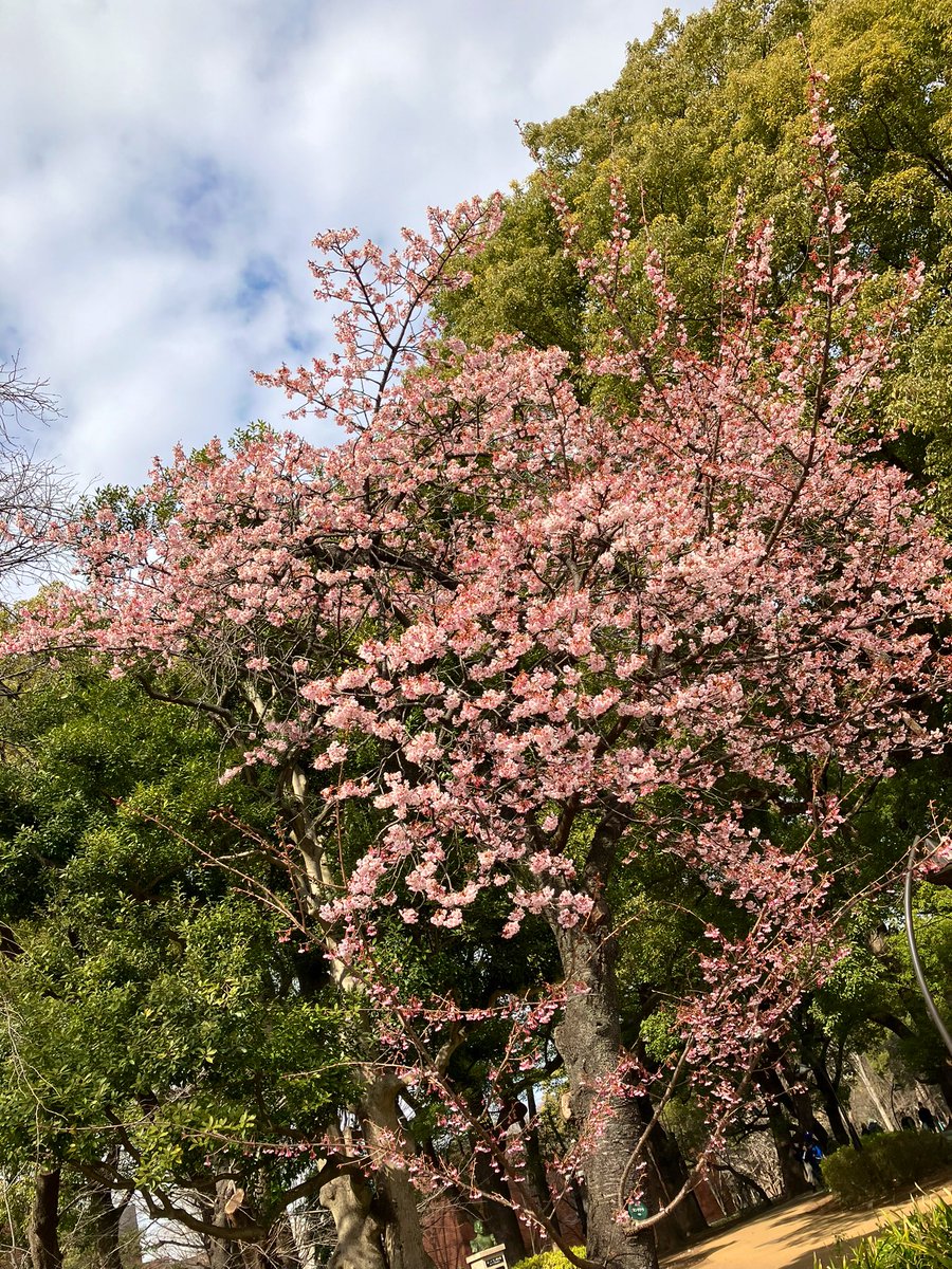 渡部 真理子 Mariko Watanabe tweet media
