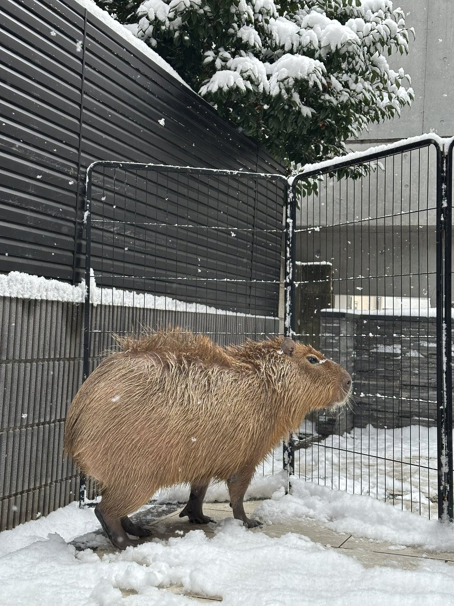 カピヴィレッジYouTube tweet media