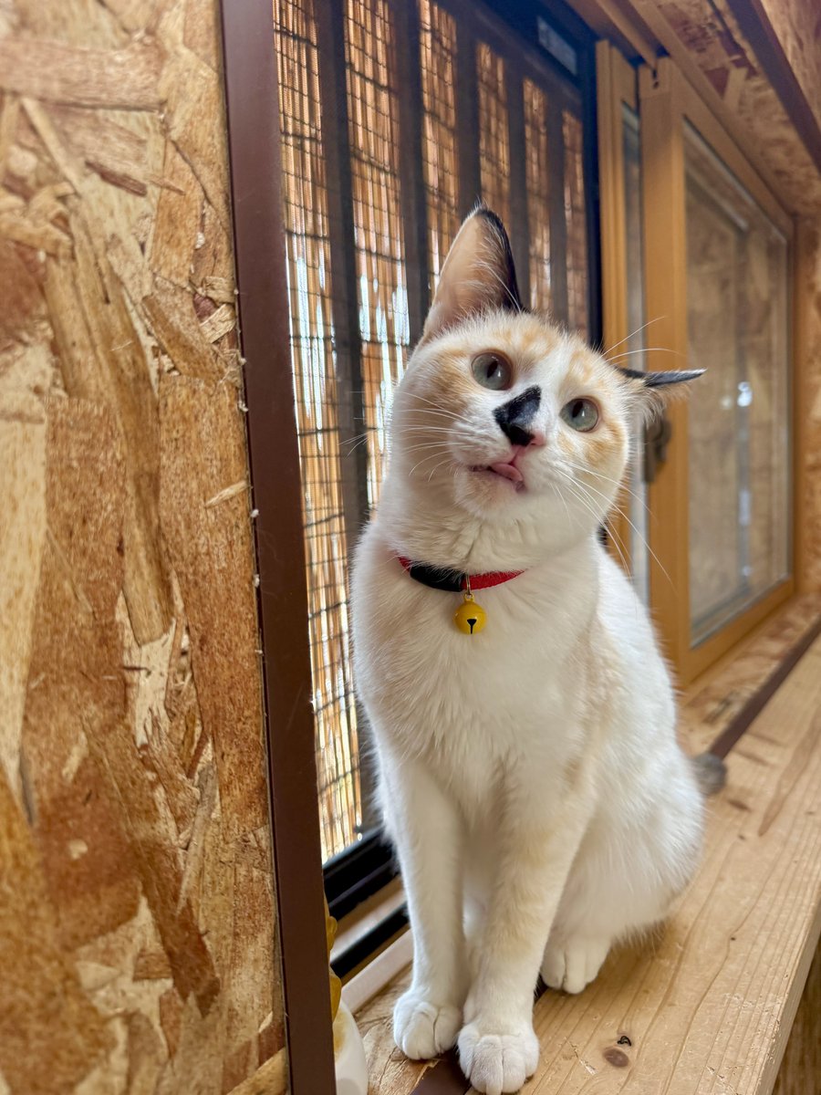 真夏の一番過酷な環境の中で子猫時代を生き抜いた、元野良猫のまめ