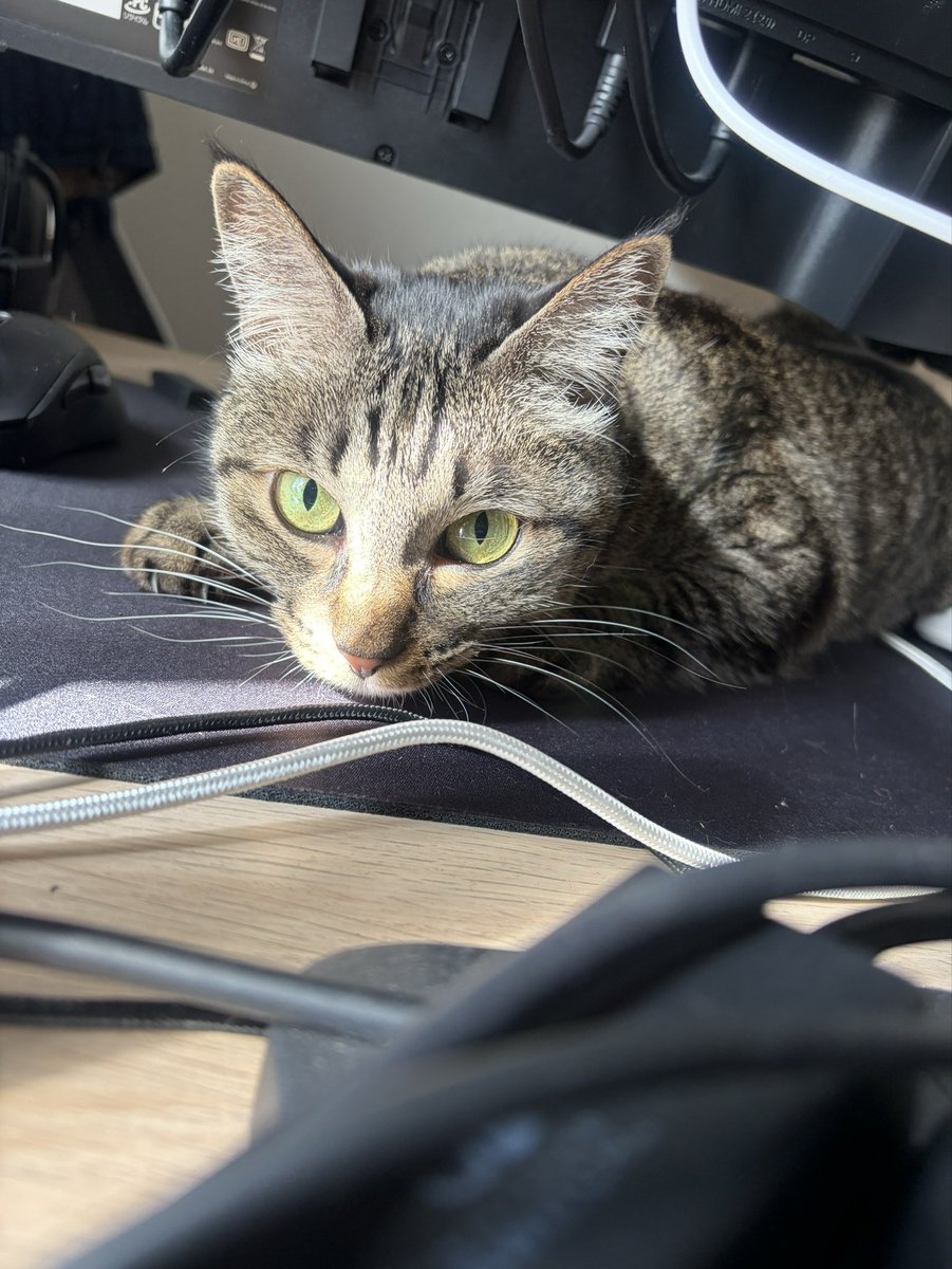 ge481's tweet photo. 買ったばかりのマウスパッドは猫様の爪とぎになったのでした😇 https://t.co/00fbypwhDN