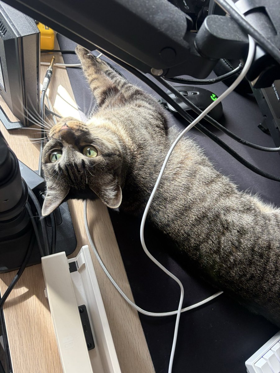 ge481's tweet photo. 買ったばかりのマウスパッドは猫様の爪とぎになったのでした😇 https://t.co/00fbypwhDN