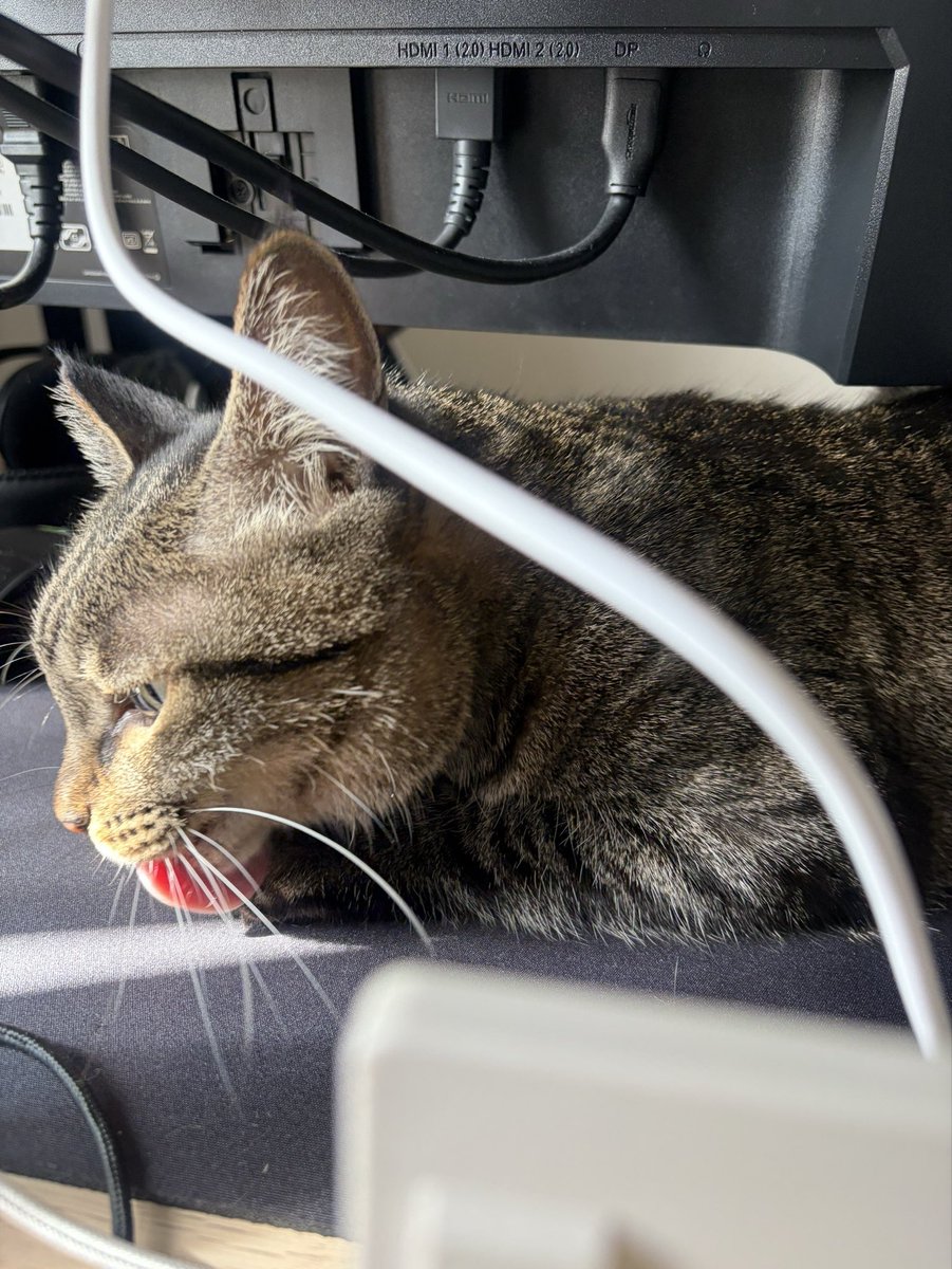 ge481's tweet photo. 買ったばかりのマウスパッドは猫様の爪とぎになったのでした😇 https://t.co/00fbypwhDN